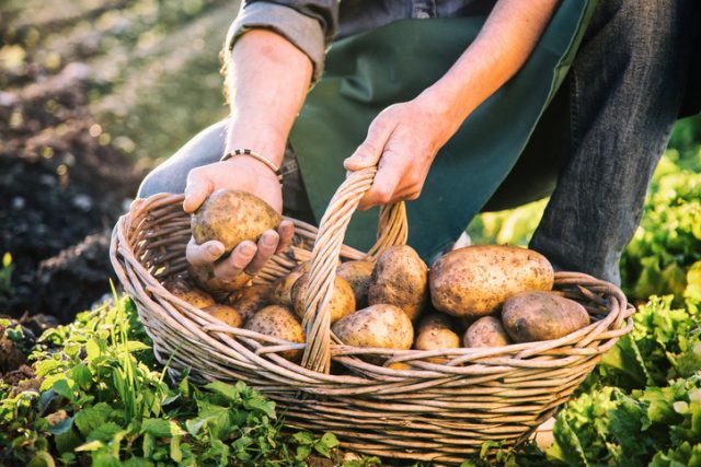 Potatoes alone supply every vital nutrient except calcium, vitamin A and vitamin D.