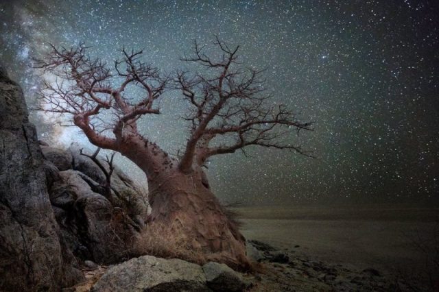 Lyra. Photo by Beth Moon Photography