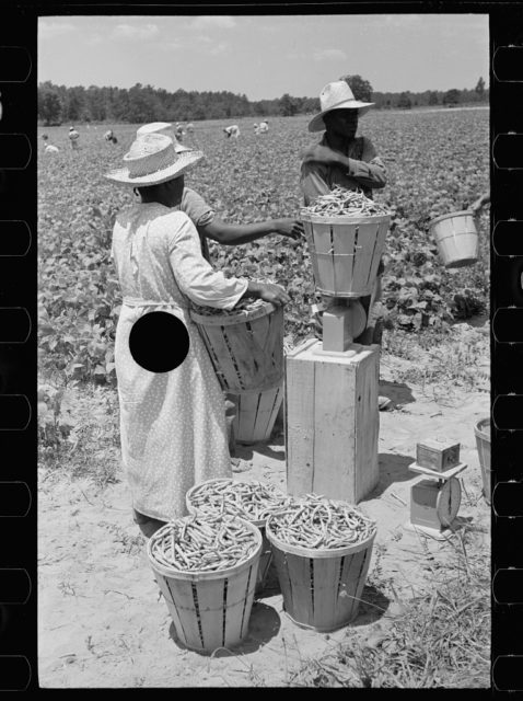 Picking stringbeans near Cambridge, Maryland.