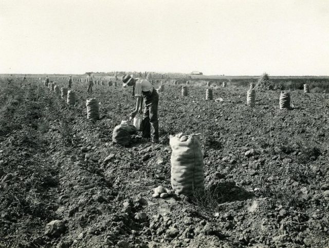 Potato harvest in Idaho, c. 1920.