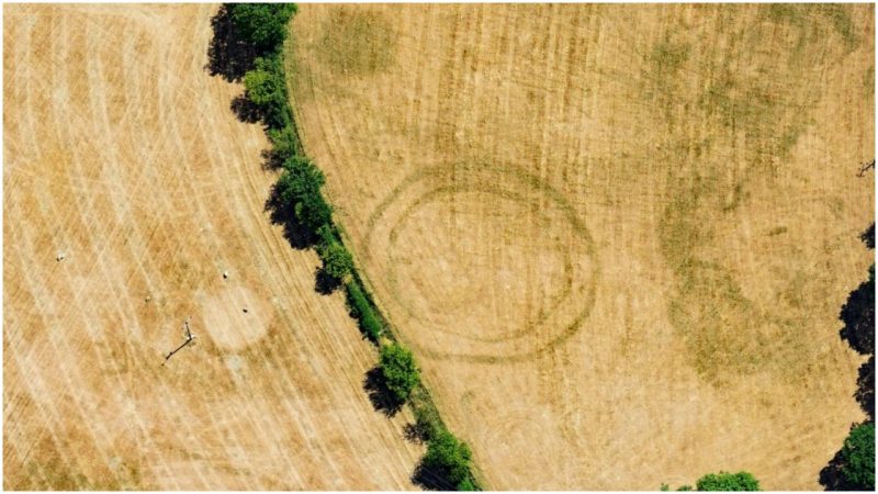 Two rings of the concentric barrow at Goginan are clearly revealed as cropmarks in this summer’s drought. Photo by  Royal Commission on the Ancient and Historical Monuments of Wales (RCAHMW)