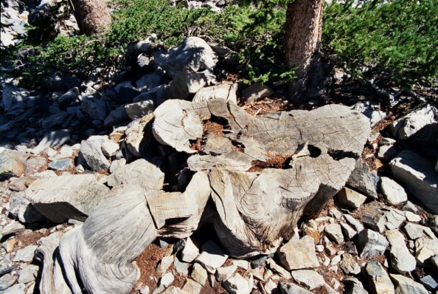The cut stump of the Prometheus tree.