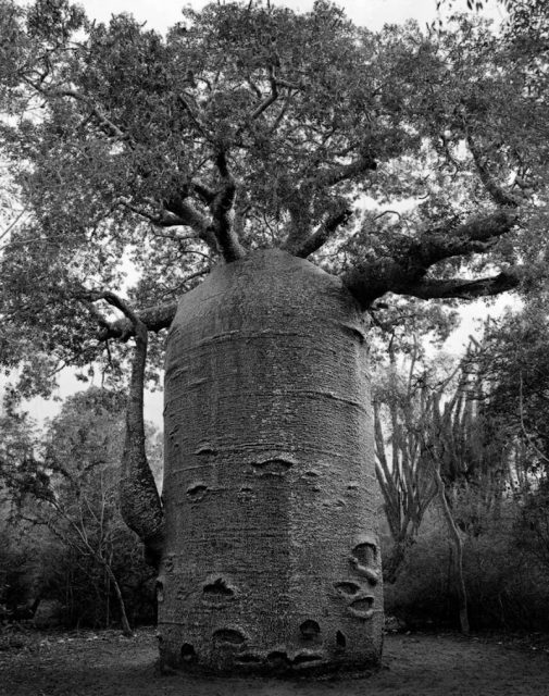 The Ifaty Teapot. Photo by Beth Moon Photography