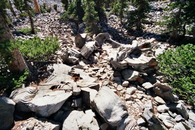 The stump (lower left) and some remains of the Prometheus tree (center), in the Wheeler Bristlecone Pine Grove at Great Basin National Park near Baker, Nevada.