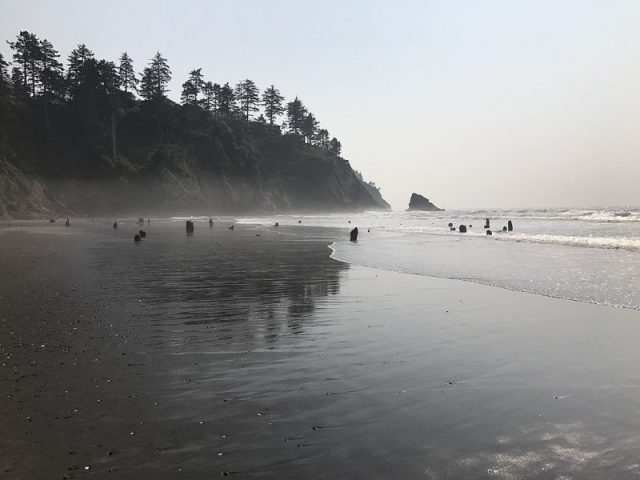 Neskowin Ghost Forest in August 2017. Photo by Chrahp CC BY-SA 4.0