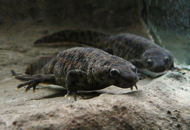 Pleurodeles waltl, the species of newt which orbited the Earth on Kosmos 1667. Photo by Peter Galaxy CC BY-SA 3.0