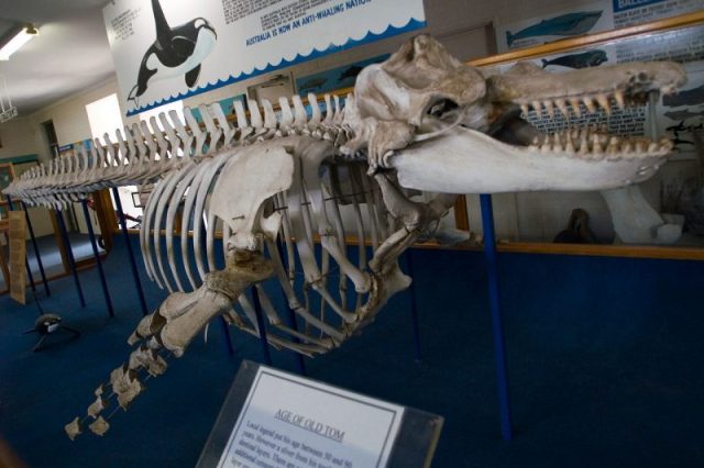 Skeleton of Old Tom in the Eden Killer Whale Museum. Photo by Fanny Schertzer CC BY-SA 3.0