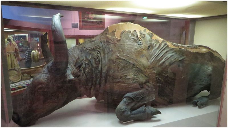 A steppe bison on display at the University of Alaska Museum of the North in Fairbanks.  This specimen died about 36,000 years ago and was found during the summer of 1979. Photo by Bernt Rostad-Flickr CC By 2.0