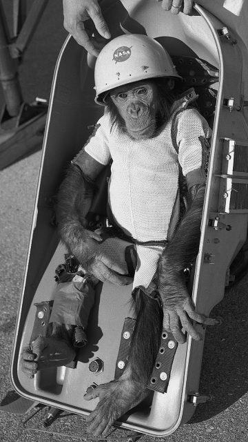 Chimpanzee Ham in his “space suit” before flight in 1961.