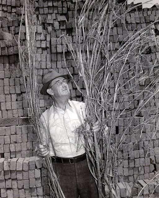 Kentucky hemp farmer with his harvested hemp plants, 1942. Photo by Bobeocean CC BY-SA 4.0