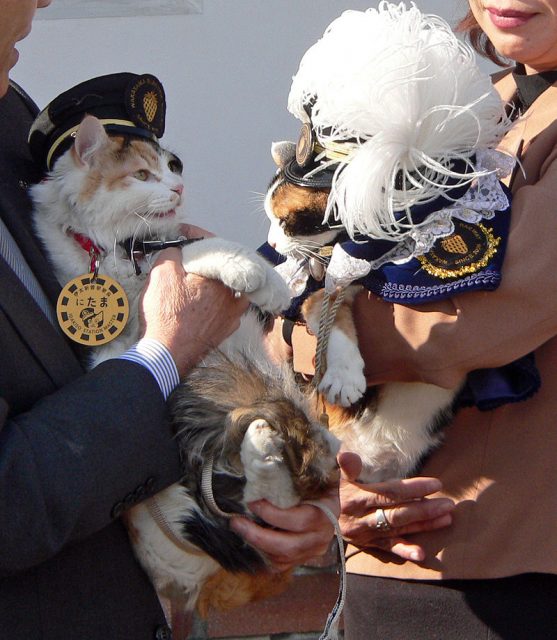 Nitama, the stationmaster of Idakiso Station (left) and Tama, the stationmaster of Kishi Station (right), Wakayama Electric Railway, Wakayama, Japan. Photo by Takobou CC BY-SA 3.0