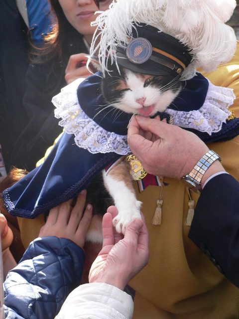 Tama, the stationmaster of Kishi Station, Wakayama Electric Railway, located in Kinokawa, Wakayama, Japan. Photo by Takobou CC BY 2.5