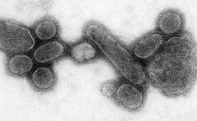 An electron micrograph showing recreated 1918 influenza virions.