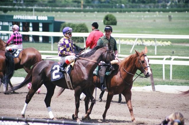 Horses and lead ponies in a pre-race post parade at Belmont. The race track was the site of the first post parade in the United States.