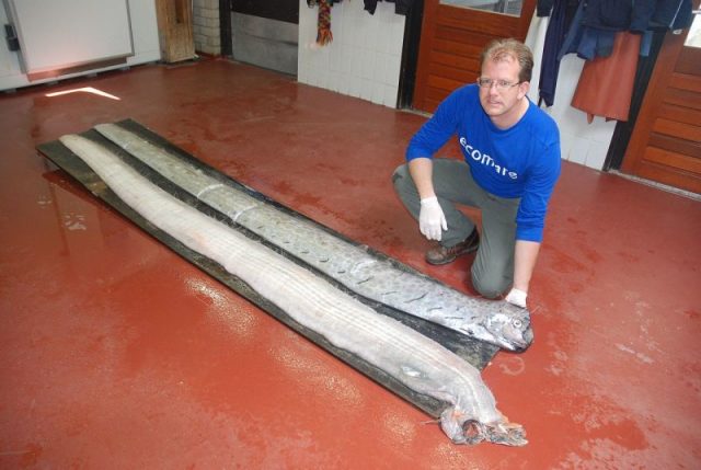 Giant oarfish (Regalecus glesne) in Ecomare on May 20, 2009, stranded on May 19th. Photo by Ecomare/Salko de Wolf CC BY-SA 4.0
