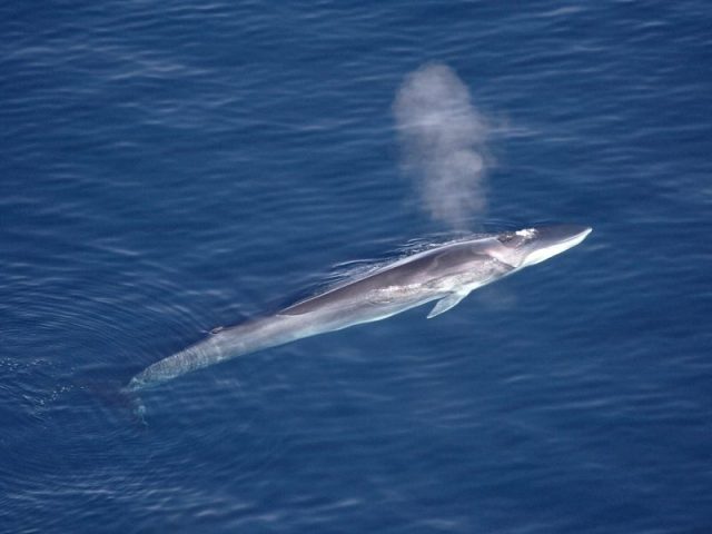 Fin whale. Photo by Aqqa Rosing-Asvid CC BY 2.0