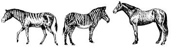 Artist’s reconstruction of Hagerman horse (left) with Grevy’s zebra (middle) and Domesticated horse (right).