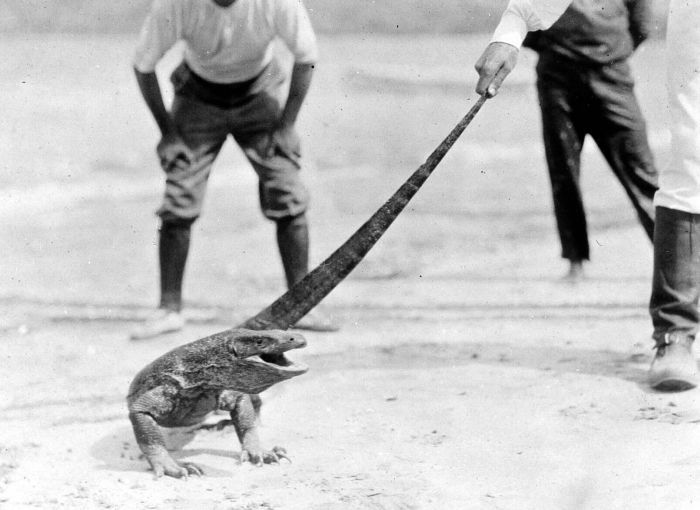 Humans handling a Komodo dragon. Photo by Tropenmuseum, part of the National Museum of World Cultures CC BY-SA 3.0