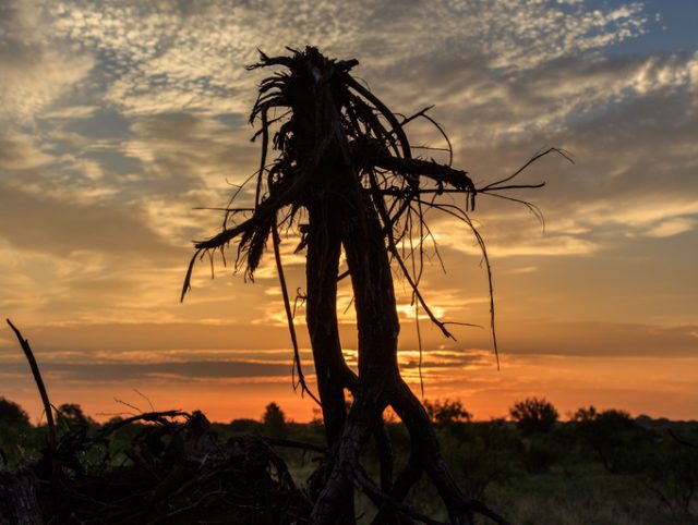 Scarecrow from roots of a tree at sunrise.