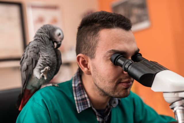 The patient’s family physician called a nearby hospital for advice and misheard “parent’s blood” as “parrot’s blood”