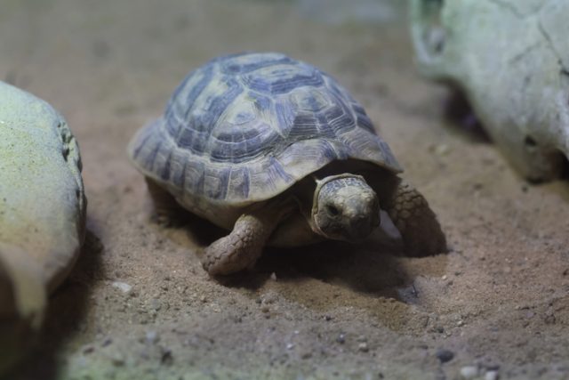 Russian tortoise.