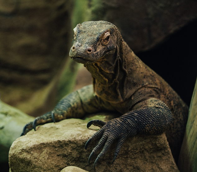 William D. Burden wanted to be the first non-native to see – and catch – a Komodo dragon.