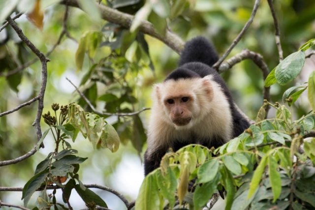 White-faced Capuchin monkey