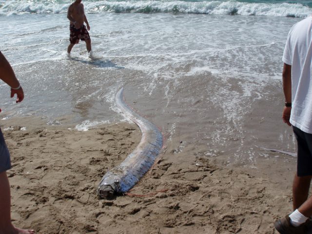 Oarfish ‘Sea Serpent’ that washed ashore on a beach in Mexico. Oarfish dive more than 3,000 feet deep, sighting of the creatures are rare.