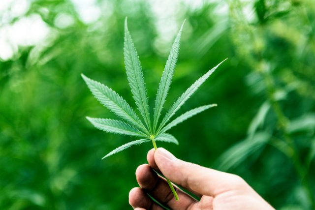 Small Marijuana Leaf.