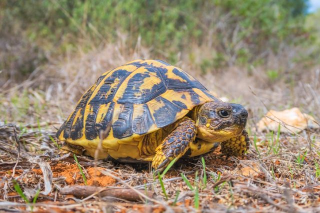 Hermann’s tortoises are small to medium-sized tortoises from southern Europe.