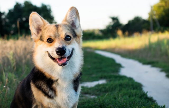 The turnspit dog is believed to have been a Welsh corgi.