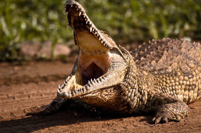 Young Nile Crocodile gaping while basking in the sun.