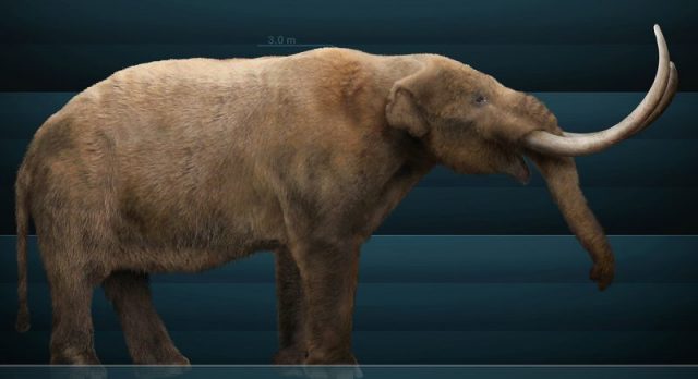 Restoration of an American mastodon. Photo by Sergiodlarosa CC BY-SA 3.0