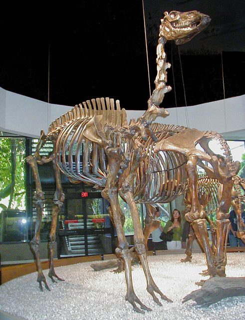 Mounted skeleton of Camelops hesternus in the George C. Page Museum, Los Angeles. Photo by WolfmanSF CC BY SA 3.0