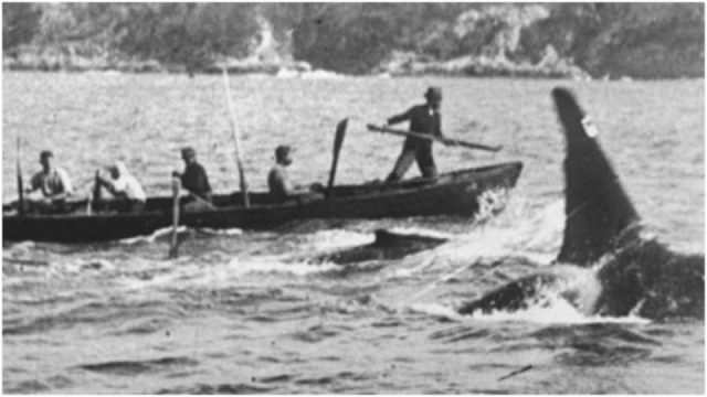 Old Tom swims alongside a whaling boat, flanking a whale calf: The boat is being towed by a harpooned whale (not visible here).