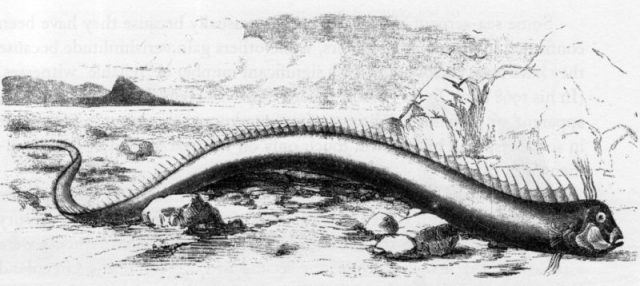 Oarfish that washed ashore on a Bermuda beach in 1860.