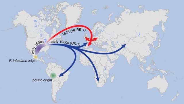 Suggested paths of migration and diversification of P. infestans lineages HERB-1 and US-1. The location of the metapopulation that gave rise to HERB-1 and US-1 remains uncertain; here it is proposed to have been in North America. Photo by Kentaro Yoshida, Verena J Schuenemann, Liliana M Cano, Marina Pais, Bagdevi Mishra, Rahul Sharma, Chirsta Lanz, Frank N Martin, Sophien Kamoun, Johannes Krause, Marco Thines, Detlef Weigel, Hernán A Burbano CC BY-SA 4.0