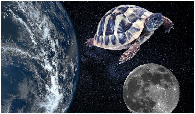 Astro-Tortoise: The First Animal to Orbit the Moon