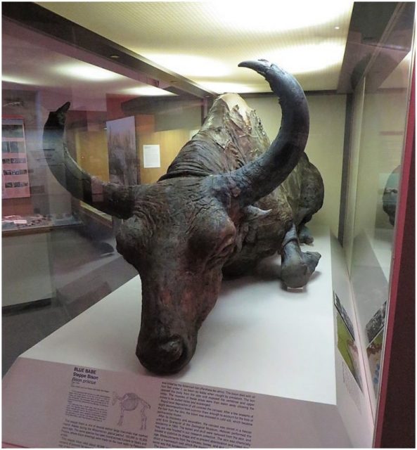 A steppe bison on display at the University of Alaska Museum of the North in Fairbanks. This specimen died about 36,000 years ago and was found during the summer of 1979. Photo by Bernt Rostad-Flickr CC By 2.0