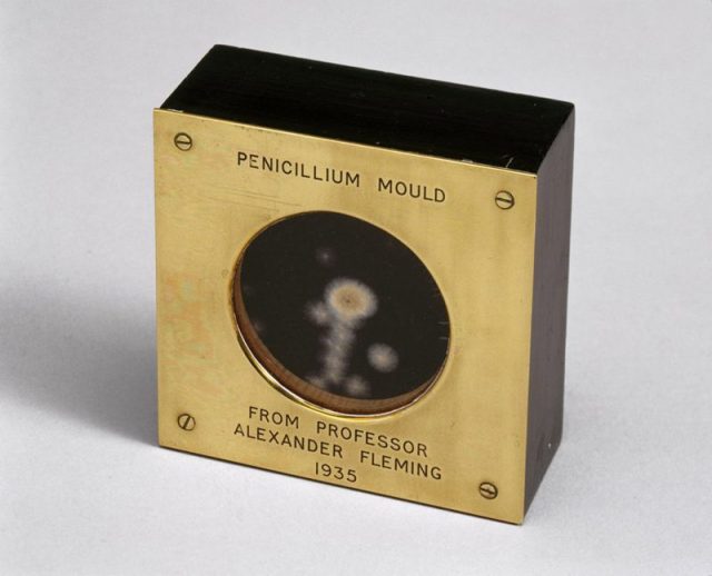 Sample of penicillium mould presented by Alexander Fleming to Douglas Macleod, 1935. Photo by Science Museum London CC BY-SA 2.0 