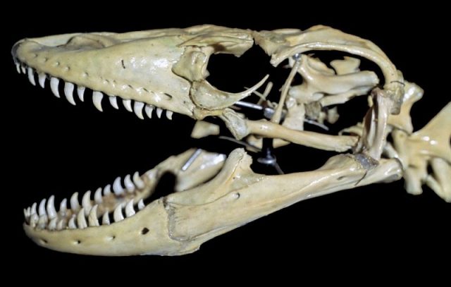 Skull of a Komodo with serrated tooth. Photo by Danadi Sutijanto CC By SA 4.0