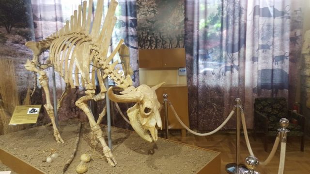 Steppe bison (Bison priscus) skeleton in the Azov History, Archaeology and Paleontology Museum-Reserve. Photo by Altes CC BY-SA 4.0