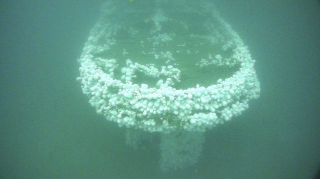 Stern view of the Conestoga shipwreck colonized with sea anemones.
