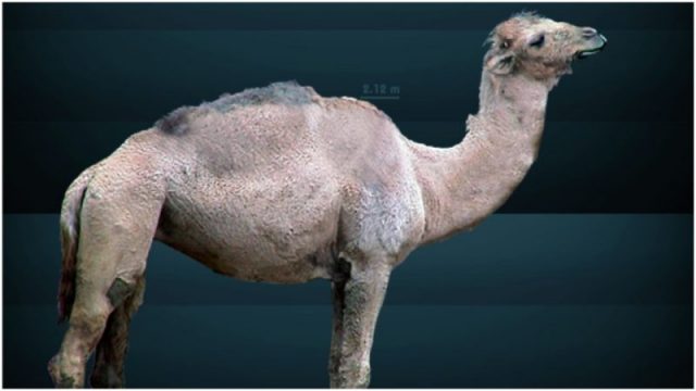 Digital illustration of the extinct Camelus hesternus from North America. Photo by Sergiodlarosa CC BY 3.0