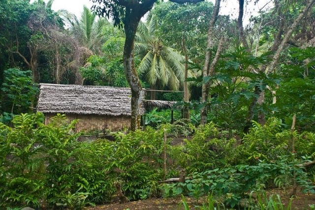 Tanna domestic, Vanuatu, June 2009. Photo by Phillip Capper CC BY 2.0