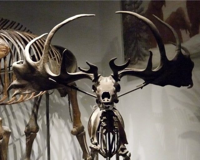 Irish Elk Antlers. Photo by Eden, Janine and Jim CC BY 2.0
