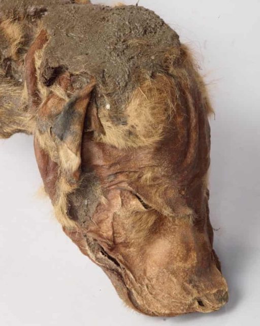 The mummified Ice Age wolf pup was discovered by gold miners. Photo by Government of Canada, Canadian Conservation Institute