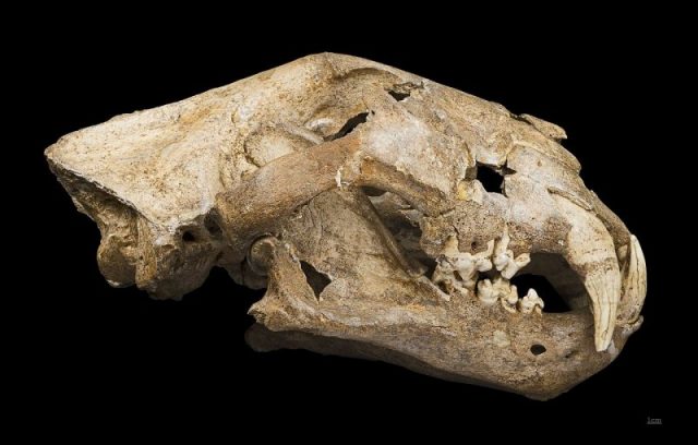 Cave lion skull exhibited in the Muséum de Toulouse, France. Photo by Didier Descouens CC BY-SA 4.0