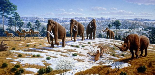Pleistocene of Northern Spain showing woolly mammoth, cave lions eating a reindeer, tarpans, and woolly rhinoceros.