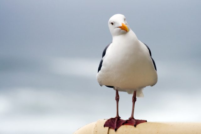 Seagull